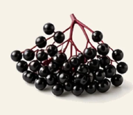 Elderberry
