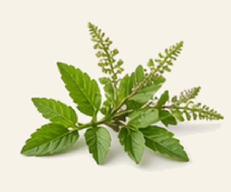 Holy Basil