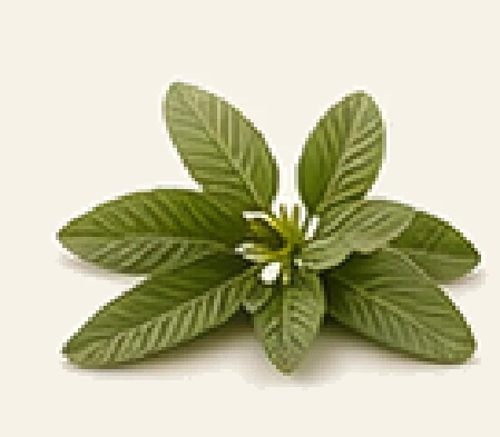 Sage